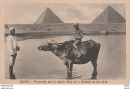 L16- CAIRO - PYRAMIDS AND A NATIVE BOY ON A BUFFALO AT THE NILE - (2 SCANS) - Le Caire
