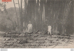 L5- SRI LANKA - CEYLON - COLOMBO - BAMBOUS GEANTS + DOS MESSAGERIES MARITIMES - OBLITERATION DE 1909 - 2 SCANS - Sri Lanka (Ceylon)