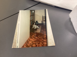 Photo Snapshot Photo Couleur 1980 Chien, Assis Sur Un Tapis Dans Un Couloir, Devant Une Porte Chaise, Vase Bibelot - Personnes Anonymes