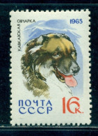 Russia 1965 Caucasian Shepherd Dog, Caucasian Mountain Dog, Hound, Hund, Mi. 3029, MNH - Ungebraucht