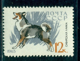 Russia 1965 East Siberian Laika, Hunting Dog Breed, Mi. 3028,MNH - Unused Stamps