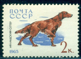 1965 Irish Setter/Red Setter,gundog,Dog,Hunde,Russia,3021,MNH - Ongebruikt
