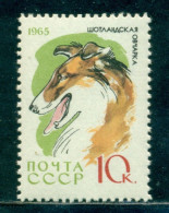 Russia 1965 Scotch Collie Dog, Hund, Breed, Mi. 3027,MNH - Neufs