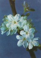 117337 - Blüten Weiss - Sonstige & Ohne Zuordnung
