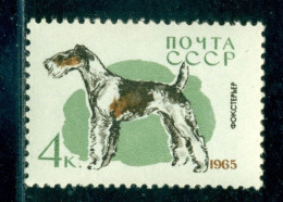 Russia 1965 Fox Terrier Dog, Hound, Hund, Mi. 3023, MNH - Ungebraucht