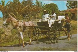 CPA BARBADOS - BARBADES - Old Donkey Drawn Buggy On Country Road - Sonstige & Ohne Zuordnung