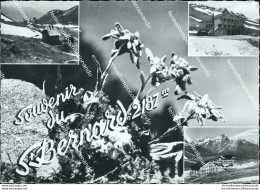 Cg380 Cartolina  Souvenir  Du S.bernardo - Aosta