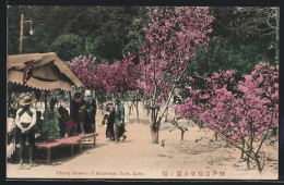 AK Kobe, Cherry Blossom Of Suma-dera Park  - Kobe