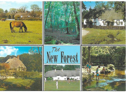SCENES FROM THE NEW FOREST, HAMPSHIRE, ENGLAND. UNUSED POSTCARD  Nd6 - Sonstige & Ohne Zuordnung