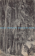 R179355 Giant Bamboo Trees. Peradeniya. Ceylon. Plate - Wereld