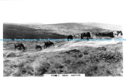 R175935 Ponies Near Haytor - Wereld