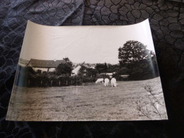 P-1261 , Photo, Aux Environs De Messein, Vaches En Pâtures , Circa 1965 - Places