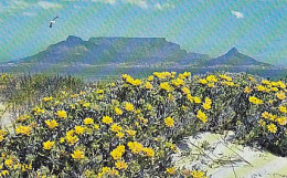 AK 215375 SOUTH AFRICA - Table Mountain From Bloubergstrand - Afrique Du Sud