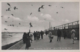 86833 - Norderney - Möwe Frisst Aus Der Hand - Ca. 1950 - Norderney