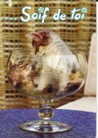 *CPM - Animaux Humoristiques - Chaton Dans Un Verre - Soif De Toi - Humour