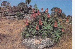 AK 215391 SOUTH AFRICA - Flora - Afrique Du Sud