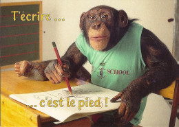 *CPM - Animaux Humoristiques - Chimpanzé - T'écrire ...  C'est Le Pied! - Humor