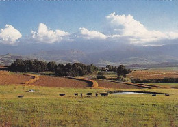 AK 215394 SOUTH AFRICA - Peaceful Pastures - Natal - Afrique Du Sud