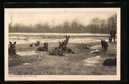 AK Sanitätshunde Bei Der Rast Im Winter Auf Einer Wiese  - Hunde