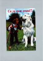 Chiens (carte De La Carte Est Très Fine) - Hunde