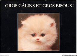 AKPP10-0801-CHAT - GROS CALINS ET GROS BISOUS  - Katzen