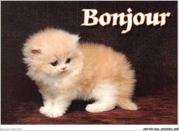 AKPP10-0794-CHAT - CHATON - BONJOUR  - Katzen