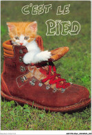 AKPP10-0787-CHAT - CHATON DANS UN CHAUSSURE  - Chats