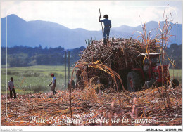 AKPP8-0636-METIER - GUADELOUPE - BAIE-MAHAULT - RECOLTE DE LA CANNE A SUCRE  - Farmers