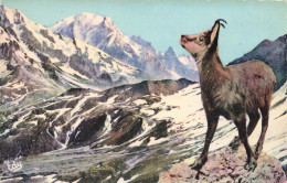 FRANCE - Les Alpes Pittoresques - Un Jeune Chamois Dans Son Domaine - Carte Postale Ancienne - Chambery