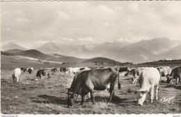 Q18-66) LA CERDAGNE FRANCAISE - PATURAGE SUR LE PLATEAU DE LA QUILLANE - (VACHES - OBLITERATION DE 1959 - 2 SCANS)  - Autres & Non Classés