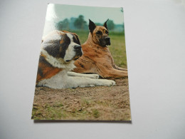 THEME DIVERS CARTE POSTALE EN COULEUR  ANIMAUX 2 CHIENS UN SAINT BERNARD  ET UN AUTRE CHIENS EDIT ROTALCOLOR /TBE - Chiens