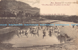 R178692 New Zealand. The Noisy Geese That Gabbled O Er The Pool. Wrench. 1904 - World