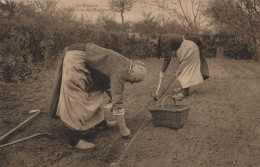 PICARDIE PLANTATION DES HARICOTS - Other & Unclassified