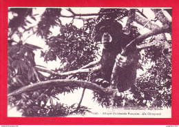 E-Mali-45A24  Afrique Occidentale Française, Un Chimpanzé Dans Un Arbre, Cpa BE - Mali