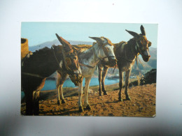 THEME DIVERS CARTE POSTALE EN COULEUR  BORRICOS 3 ANES OU MULES EDIT GARCIA GARRABELLA  ZARAGONZA N°1441 //TBE - Donkeys