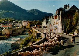 VALLEE D'AURE -Retour De Haute Montagne Des Moutons Dans La Vallée - Other & Unclassified