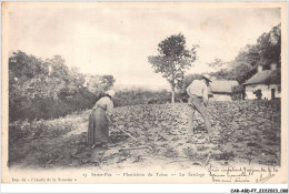 CAR-ABDP7-62-0717 - SAINT-POL - PLANTATION DE TABAC - LE SARCLAGE - Saint Pol Sur Ternoise