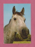 Horse Head, Testa Di Cavallo- Standard Size, Back Divided, New, Ed. SAR N° 1-3195. - Pferde