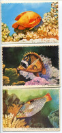 LOT 4 IMAGES 9,50 X 13 Cm REINETTE Poissons Des Tropiques - Animals