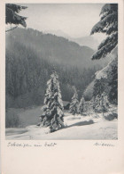 29734 - Wald - Schweigen - Ca. 1950 - Other & Unclassified