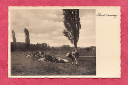 Swiss, Abendstimming. Evening Mood- Herd Of Cows- Small Size, Divided Back, Ed. PH N° 141. Cancelled And Mailed - Vaches
