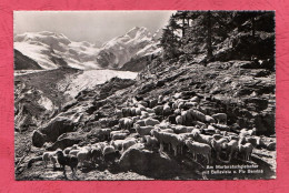 Swiss. Am Morteratschgletscher Mit Bellavista .At The Morteratsch Glacier With Bellavista-Flock Of Sheep- Small Size, - Donkeys