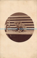 R179659 Old Postcard. Koala Baby - World