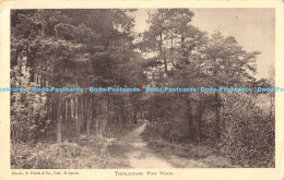 R179681 Thirlestane. Pine Wood. Frith. 1917 - Monde