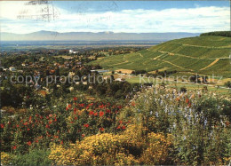 71596808 Badenweiler Panorama Mit Weinbergen Vogesen Badenweiler - Badenweiler