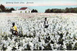 Gathering Easter Lillies - Bermuda - Bermudes