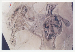 Postal Stationery China 2006 Fossil - Bird - Préhistoire