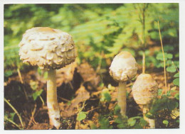 Postal Stationery Belarus 1999 Mushroom - Mushrooms