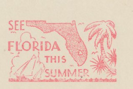 Meter Top Cut USA 1940 Palm Tree - Florida - Bäume