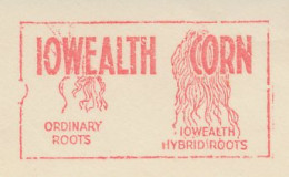 Meter Cut USA 1937 Corn - Iowealth Hybrid Roots - Sioux City - Agriculture